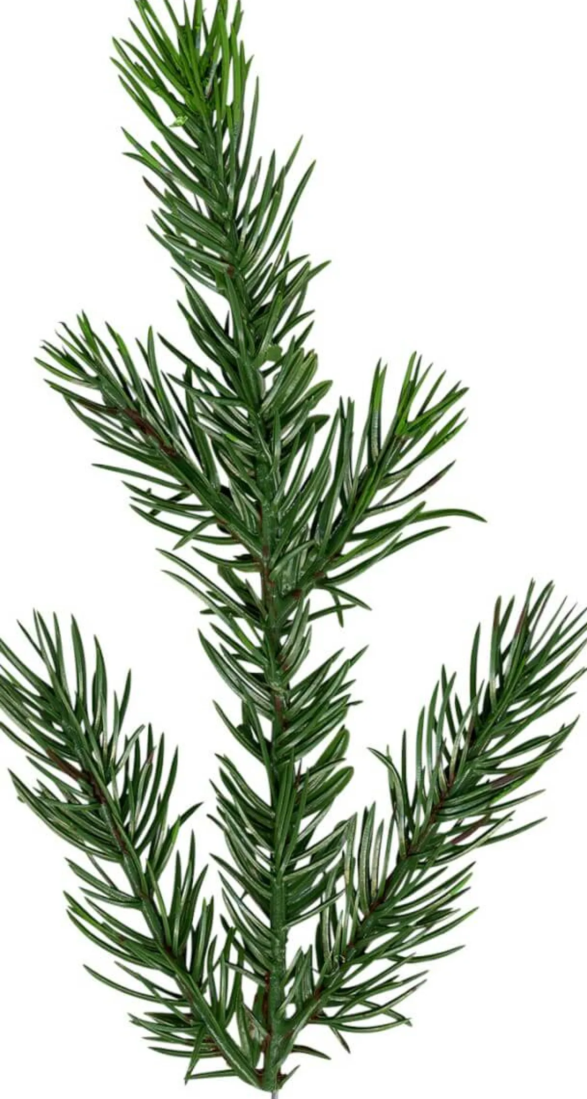 MALUNG Julgran PE 200cm Grön